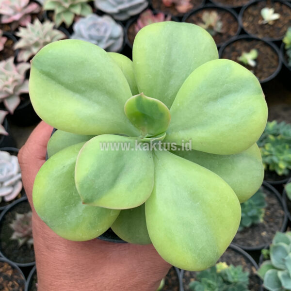 926. Echeveria Decora Yellow Variegated