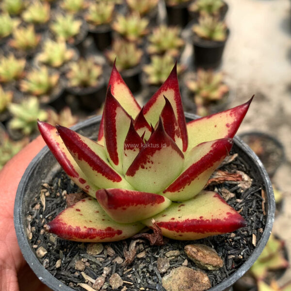 287. Echeveria Agavoides Ebony - The Bloody Succulents