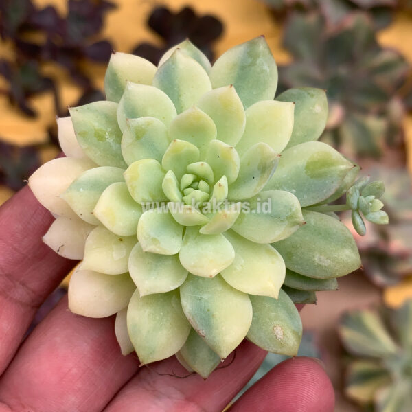 381. Echeveria Prolifica Variegated