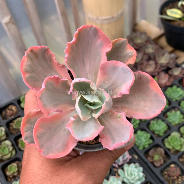 386. Echeveria Chantilly Marginata