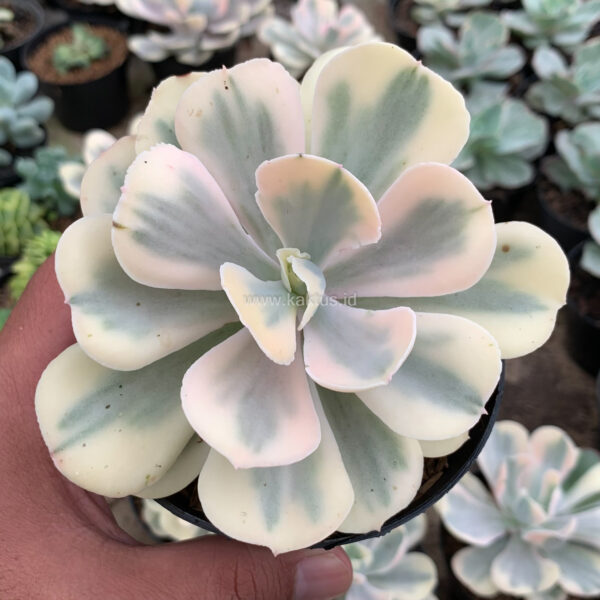 387. Echeveria Chantilly Mutation 'White Angel'