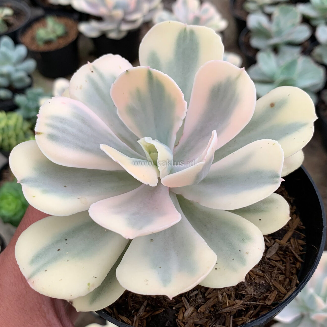 Health and High Quality Echeveria Chantilly Mutation 'White Angel' For Sale