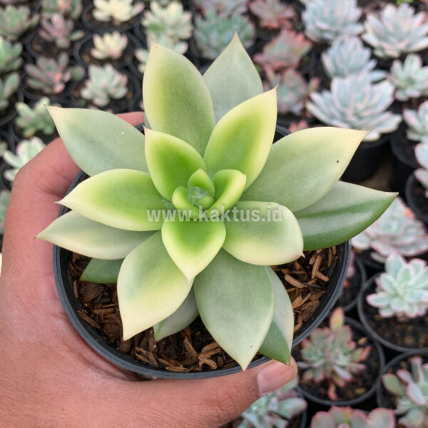 628. Echeveria Agavoides Ron Evans Variegated Size 12 Cm