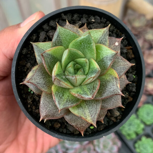 649. Echeveria Purpusorum Variegated