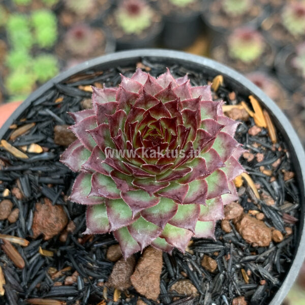 927. Sempervivum Lion King