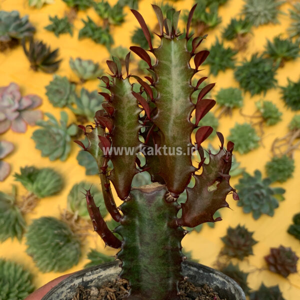 930. Euphorbia Trigona - African Milk Tree ( Appendix II – Special Permit Needed* )