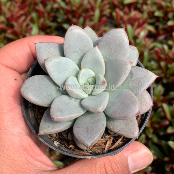 931. Graptoveria White Amethorum