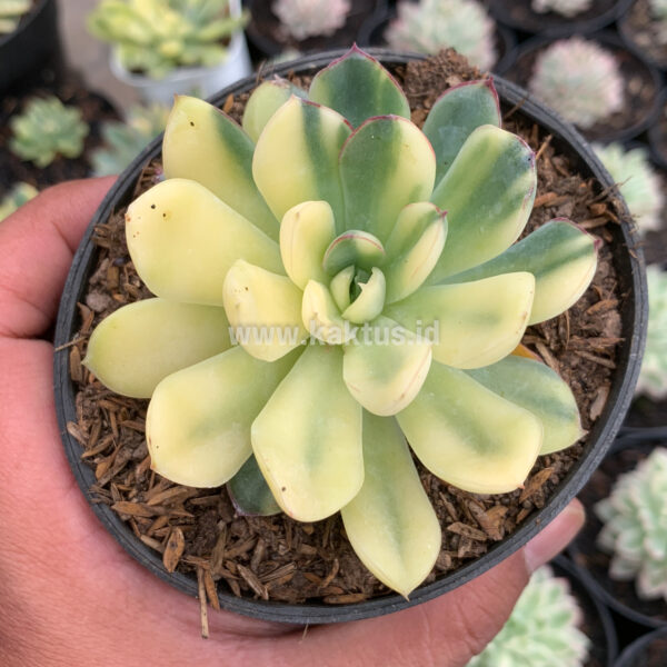 933. Echeveria Pulidonis Yellow Variegated