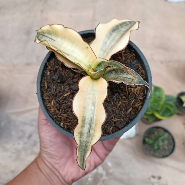 934. Sansevieria Kirkii Brown Rosette Variegated