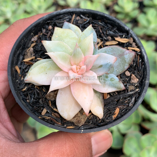 935. Echeveria Sang-a / Echeveria Blue Bird Variegated