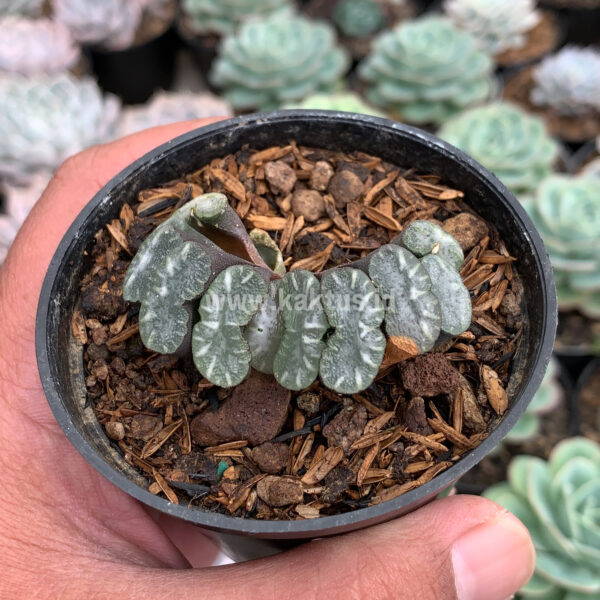 936. Haworthia Truncata Hiroshige