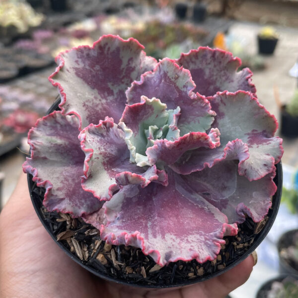 937. Echeveria Dragon Fin King Splash