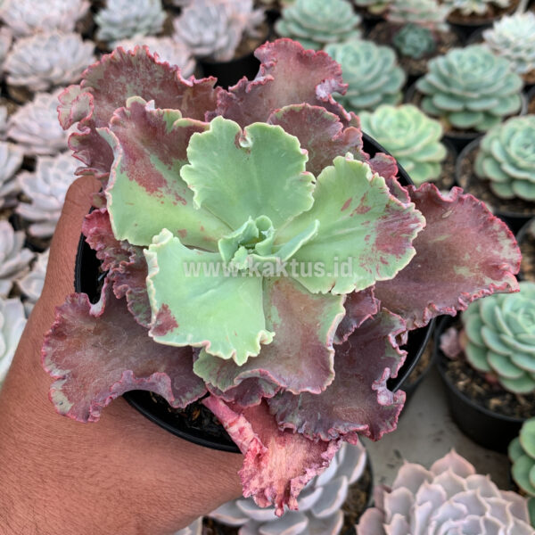 937. Echeveria Dragon Fin King Splash