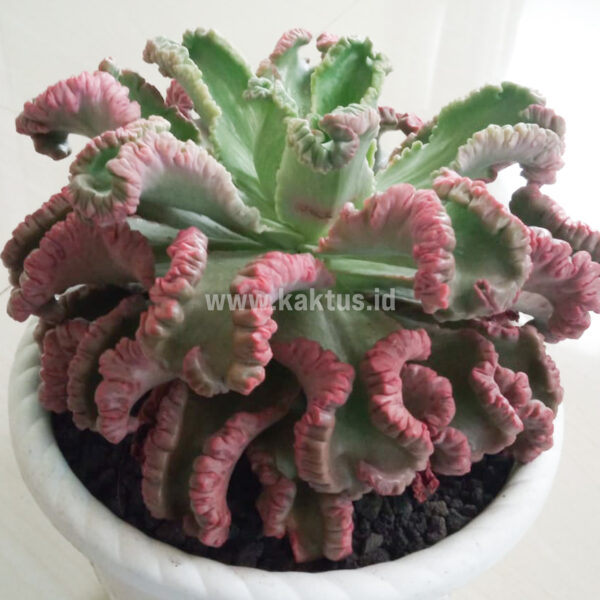 483. Echeveria Octopus Size 20 Cm