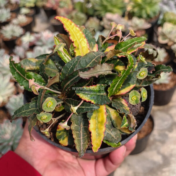 940. Euphorbia Francoisii Variegated ( Appendix I Restricted Items - For Indonesia Shipment Only. )