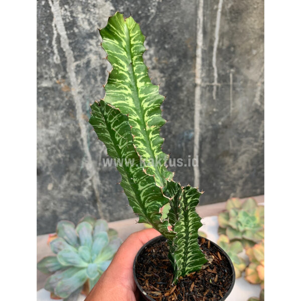 512. Euphorbia Bougheyi ( Appendix II – Special Permit Needed* )