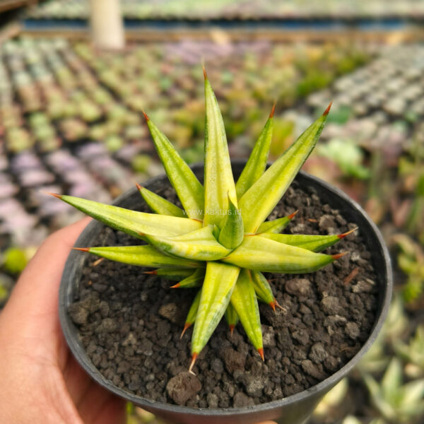 702. Sansevieria Francisii Gracilis Variegated