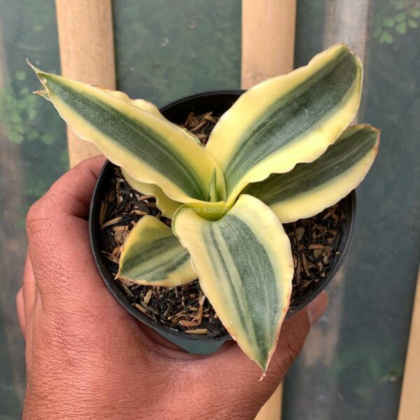 747. Sansevieria Katana Variegated