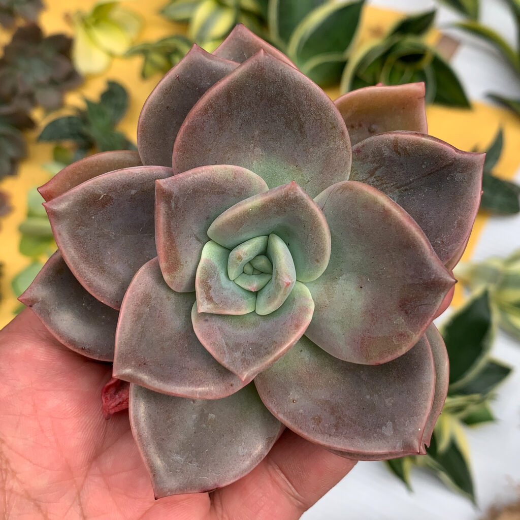 Graptoveria Albert Baynes