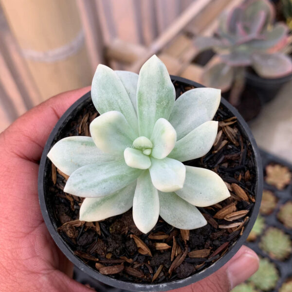 943. Graptoveria Supreme White Variegated