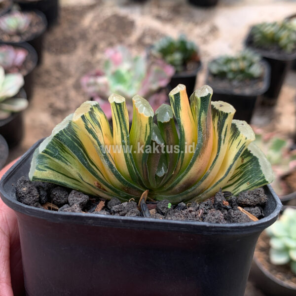 945. Haworthia Truncata Hiroshige Variegated