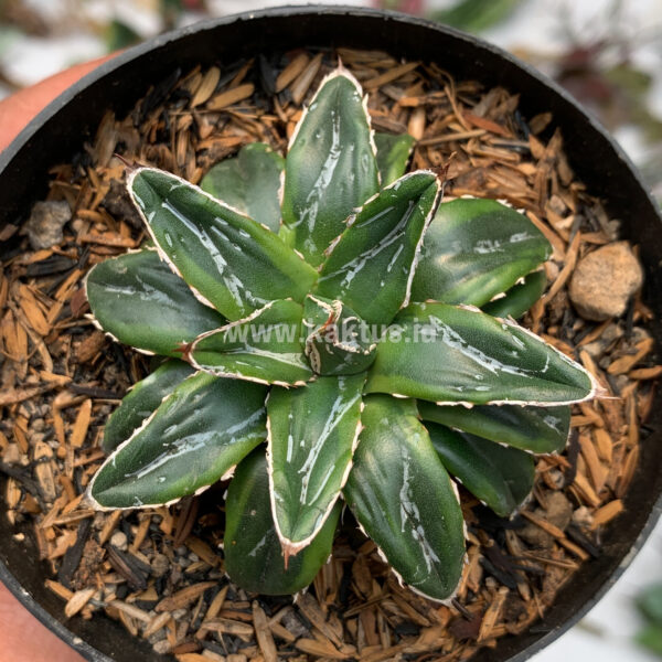 946. Agave Victoriae-reginae Dwarf ( Appendix II – Special Permit Needed* )