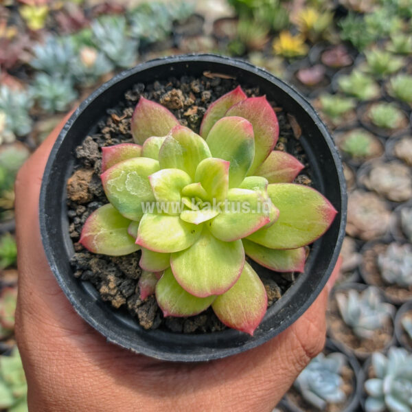 948. Echeveria Lemon Lime Blood Spot