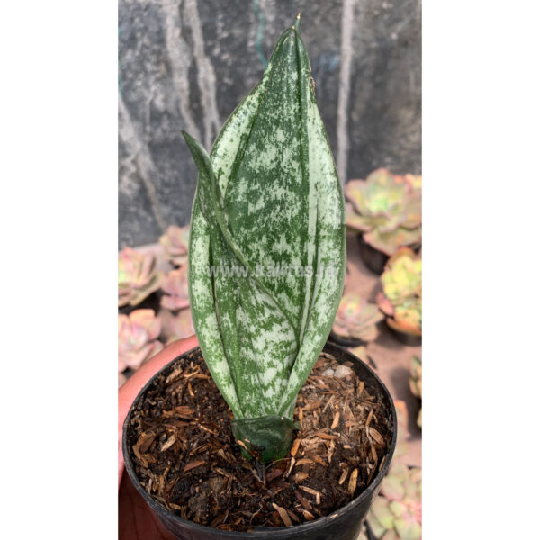 951. Sansevieria Moonshine Silver