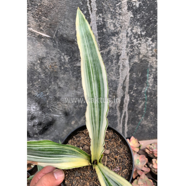 947. Sansevieria Guineensis White Variegated 1 Leaf