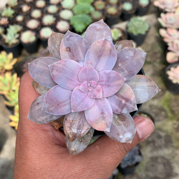 058. Graptopetalum Pentandrum Superbum Variegated