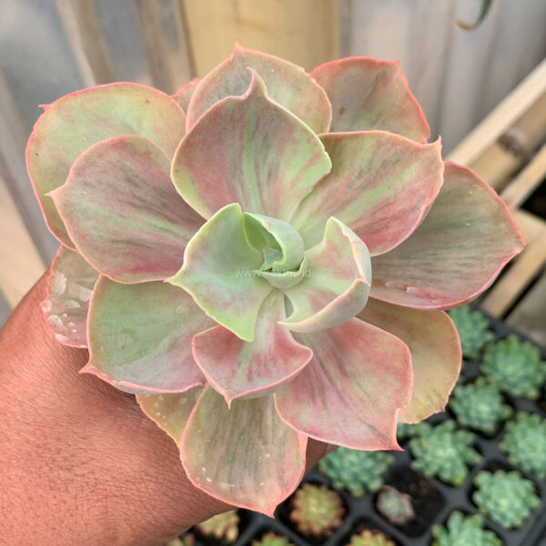 481. Echeveria Shaviana Rose Rainbow