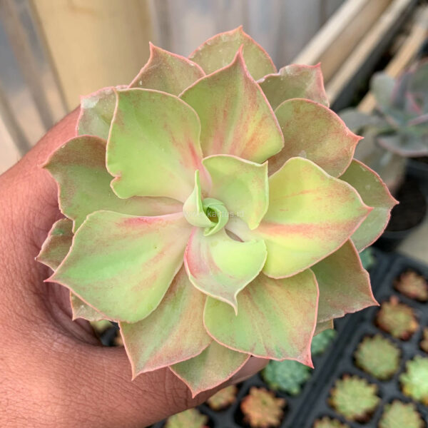 656. Echeveria Monster