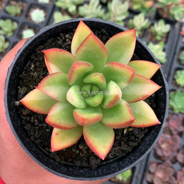 894. Echeveria Agavoides Ron Evans Small Variegated Size 8 Cm