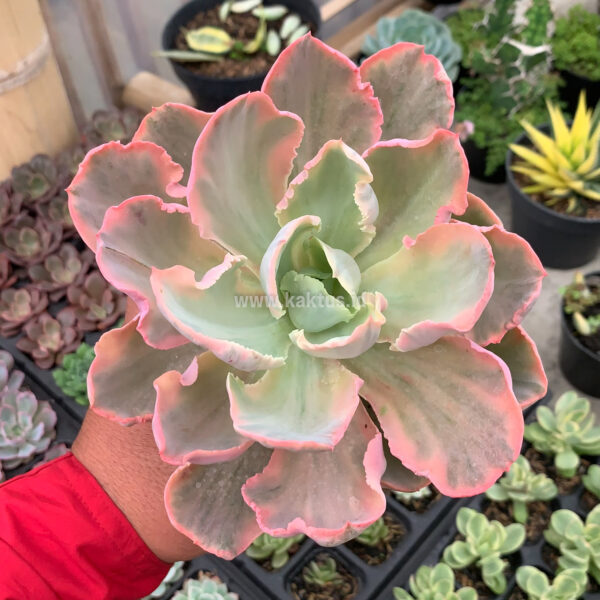 961. Echeveria Chantilly Marginata Size 15 Cm