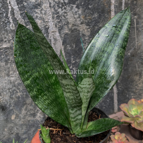 952. Sansevieria Futura Frozen