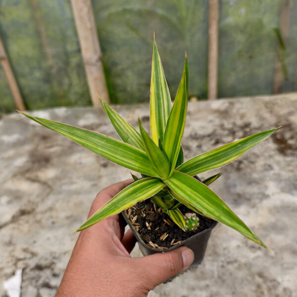 954. Sansevieria Bagamoyensis Variegated