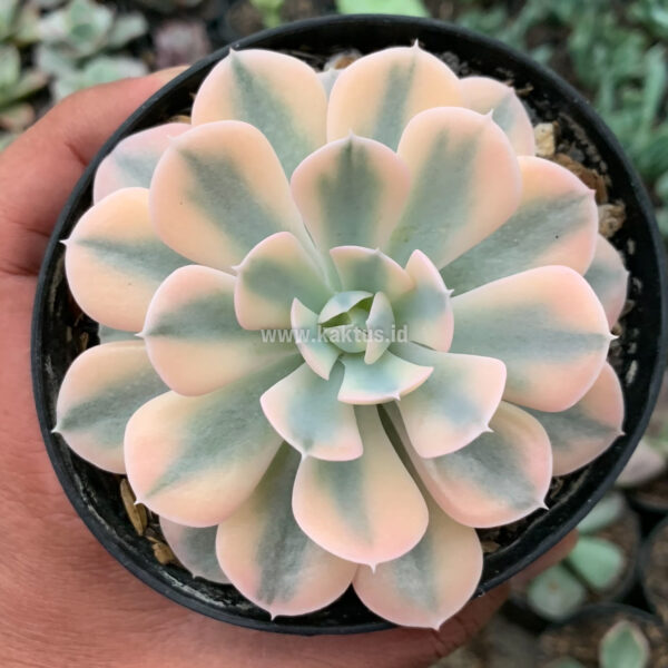 957. Echeveria Runyonii Variegated