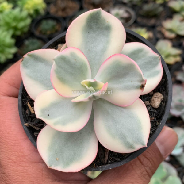 958. Echeveria Suyon Variegated