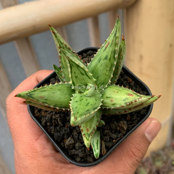 964. Aloe Jucunda Silver Variegated ( Appendix II - Special Permit Needed* )