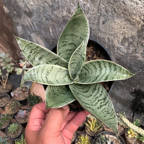 966. Sansevieria Hahnii Cream