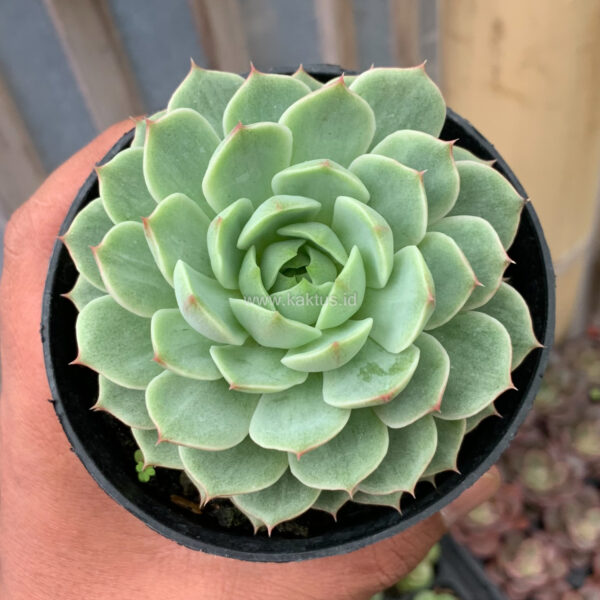 968. Echeveria Ben Badis White Splash