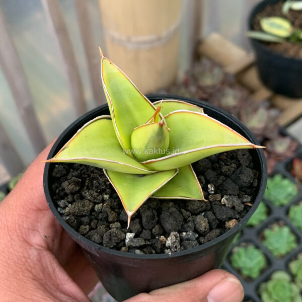 969. Sansevieria Lavranos Aurea Variegated