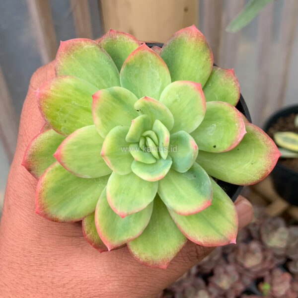 970. Echeveria Lemon Blood Spot