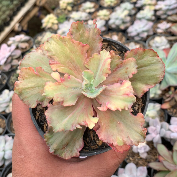 971. Echeveria Chantilly Rose Fire