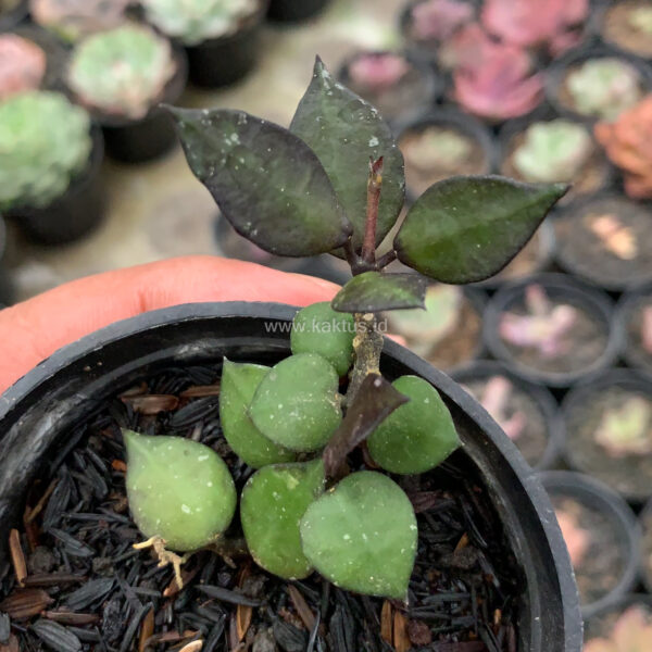 973. Hoya Carnosa Black Queen