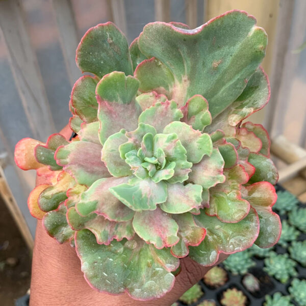 641. Echeveria Cotton Chantilly