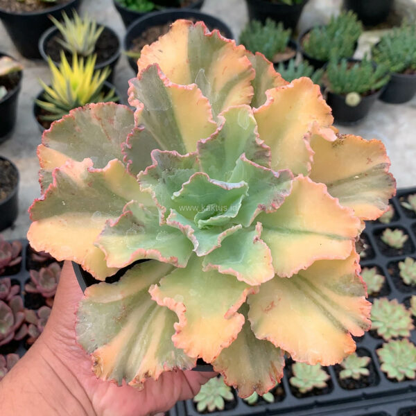 735. Echeveria Chantilly Variegated