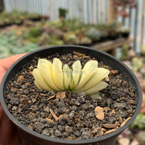 975. Haworthia Lime Green Aurea Variegated