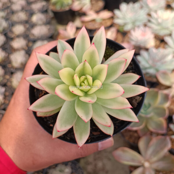 976. Echeveria Agavoides Red Tip Aurea Variegated