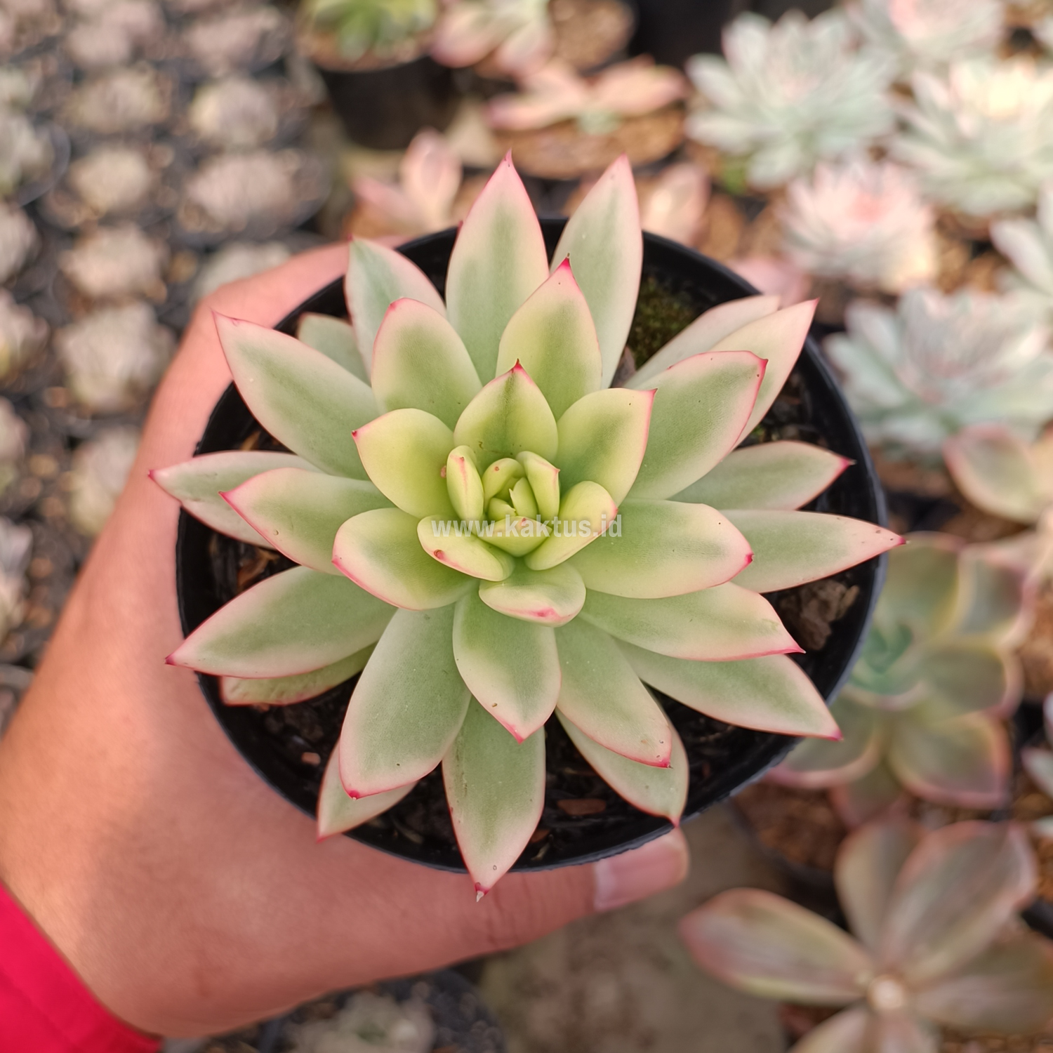 halvt vin Behov for Health and High Quality Echeveria Agavoides Red Tip Aurea Variegated For  Sale